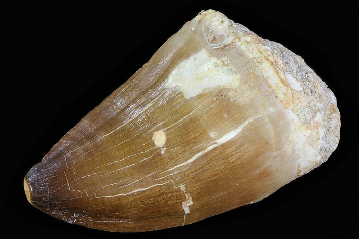 Mosasaur (Prognathodon) Tooth #79864